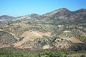 Township: Olive Plantations - on hill slopes, beside township Olvera