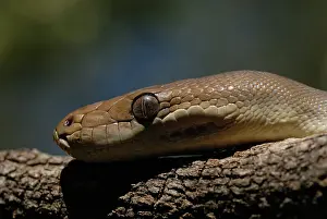 Olivaceus: Olive Python