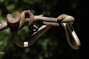 Olivaceus: Olive Python