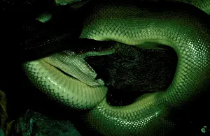 Olivaceus: Olive python (Antaresia olivaceus) eating a bandicoot