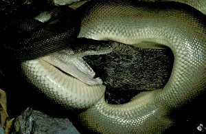 Constricting: Olive Python - Eating a bandicoot