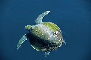 Ridley: Olive Ridley / Golfina TURTLE