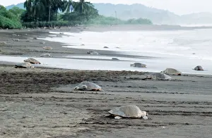 Ridley: Olive Ridley / Golfina TURTLE - group, many emerging