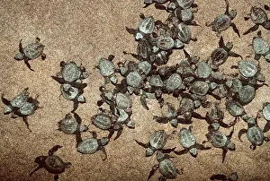 Cycles: Olive Ridley / Golfina TURTLE - Hatchlings