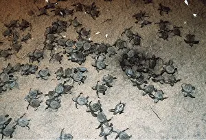 Cycles: Olive Ridley / Golfina TURTLE - Hatchlings
