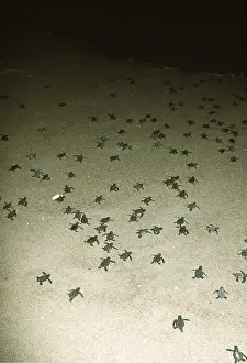 Cycles: Olive Ridley / Golfina TURTLE - Hatchlings
