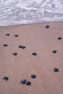 Ridley: Olive Ridley / Golfina TURTLE - hatchlings approach sea