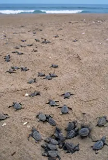 Cycles: Olive Ridley / Golfina TURTLE - Hatchlings approach sea