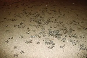 Cycles: Olive Ridley / Golfina TURTLE - Hatchlings crossing beach