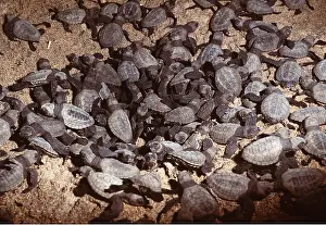 Cycles: Olive Ridley / Golfina TURTLE - Hatchlings emerging