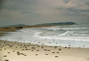 Ridley: Olive Ridley / Golfina TURTLE - hatchlings entering