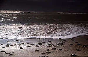 Cycles: Olive Ridley / Golfina TURTLE - Hatchlings entering