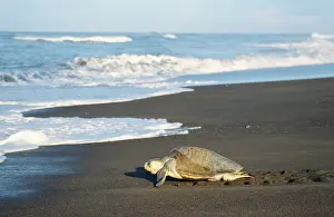 Heading: Olive Ridley / Golfina TURTLE - heading towards the sea
