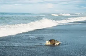 Heading: Olive Ridley / Golfina TURTLE - heading towards the sea