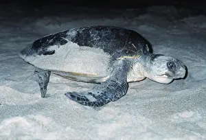Cycles: Olive Ridley / Golfina TURTLE - hiding location
