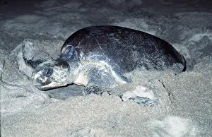 Cycles: Olive Ridley / Golfina TURTLE - NESTING