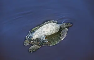Ridley: Olive Ridley / Golfina TURTLE -SWIMS