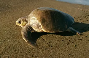 Ridley: Olive Ridley / Golfina TURTLE - side view, on the