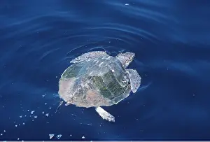 Turtles: Olive Ridley / Golfina TURTLE - in water, at surface