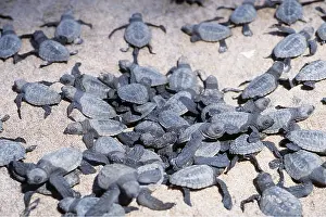 Cycles: Olive Ridley / Golfina TURTLE - young hatchlings