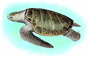 Ridley: Olive Ridley Sea Turtle