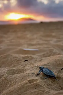 Ridley: Olive Ridley Sea Turtle