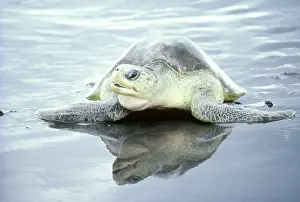 Ridley: Olive Ridley Turtle during arribada