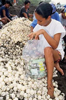 Ridley: Olive Ridley Turtle - collecting eggs, conservation project