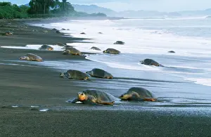 Ridley: Olive Ridley Turtle - coming ashore to lay eggs