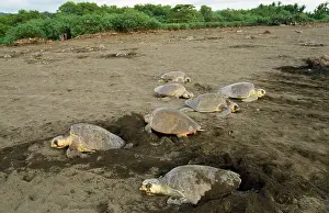 Ridley: Olive Ridley Turtle - egg laying