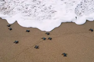 Ridley: Olive Ridley Turtle - hatchlings
