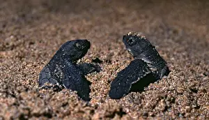 Ridley: Olive Ridley Turtle hatchlings - First two hatchlings