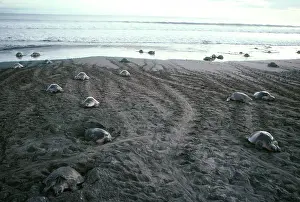 Ridley: Olive Ridley Turtles