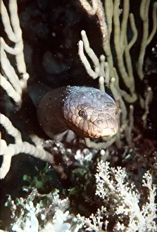 Olive: Olive SEA SNAKE