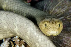 Laevis: Olive Sea Snake (Aipysurus laevis), Olive olive