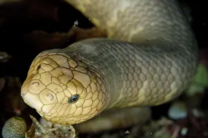 Laevis: Olive Sea Snake (Aipysurus laevis), Olive olive