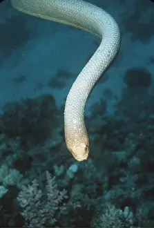 Olive: OLIVE SEA SNAKE - POISONOUS