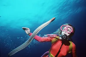 Olive: Olive SEA SNAKE - and scuba diver, venomous