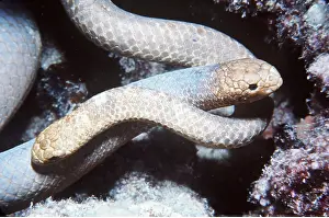 Olive: Olive SEA SNAKES - mating