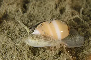 Timor: Olive Shell - on sand - Night dive, Dili Rock