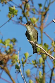 Contopus: Olive-sided Flycatcher