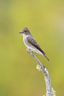 Contopus: Olive-sided Flycatcher