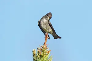 Contopus: Olive-sided Flycatcher - adult in early summer perched in tr