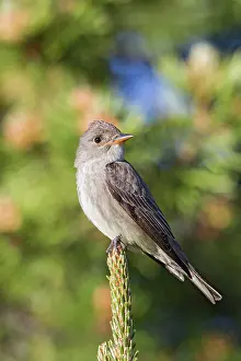 Contopus: Olive-sided Flycatcher - adult in early summer perched in tr