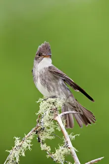 Contopus: Olive-sided Flycatcher - June