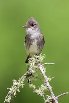 Contopus: Olive-sided Flycatcher - June