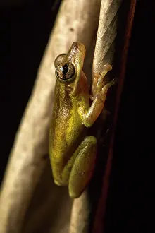 Snouted: Olive Snouted-Treefrog (Scinax elaeochrous) Choce