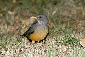 Olivaceus: Olive Thrush