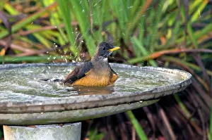 Baths: Olive Thrush - bathing in birdbath