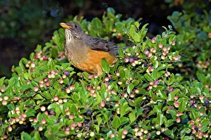 Olivaceus: Olive Thrush - on cat thorn bush (Scutia myrtina)